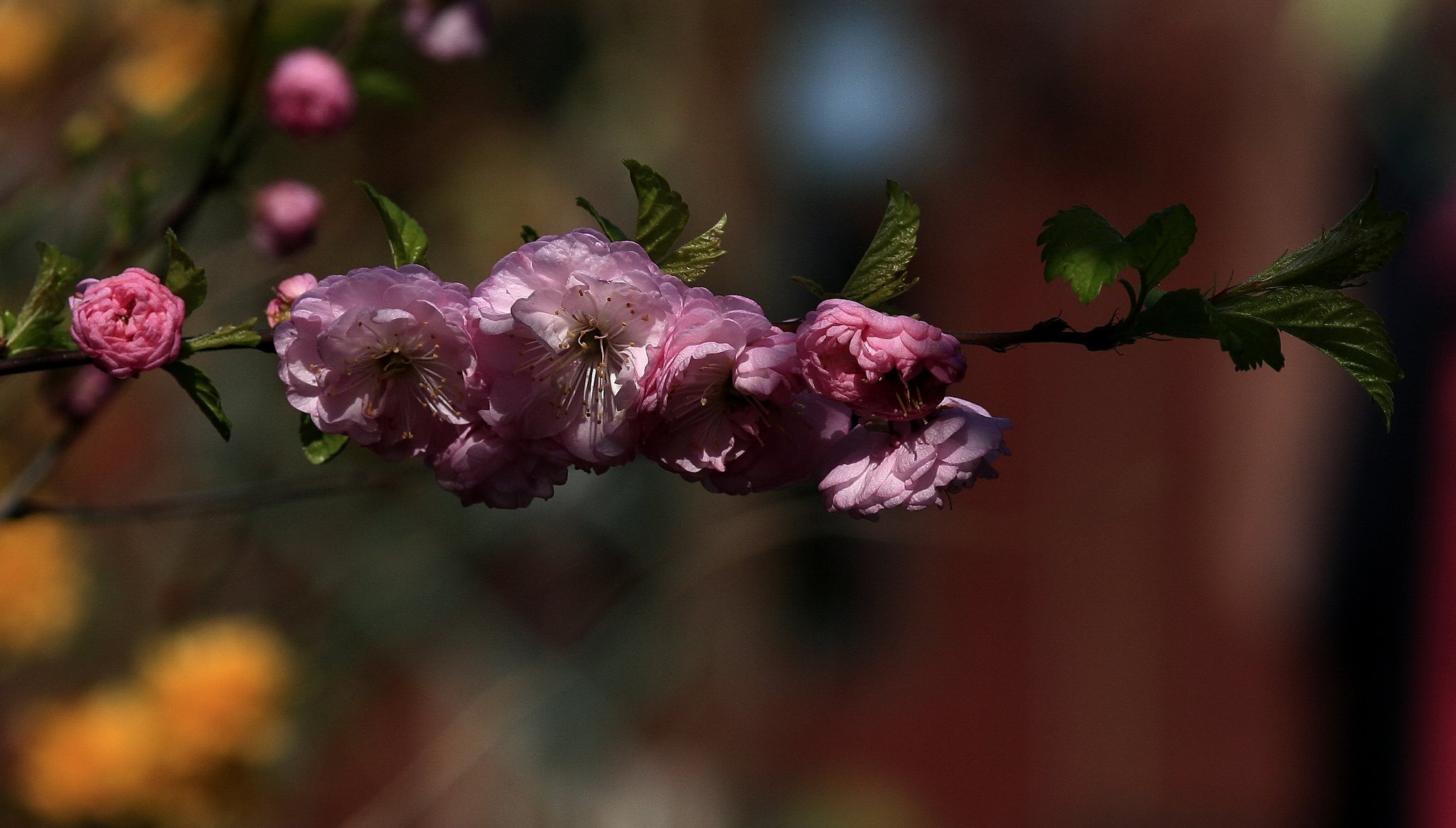 zweig blätter blumen rosa frühling blüte