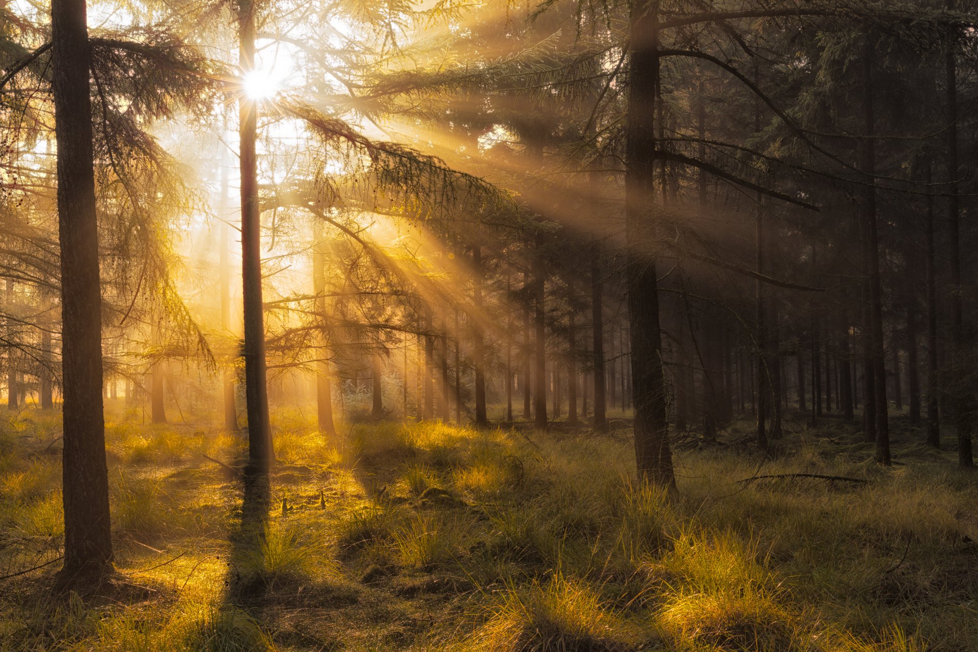 the netherlands drenthe national park dwingelderveld forest autumn october light sun ray