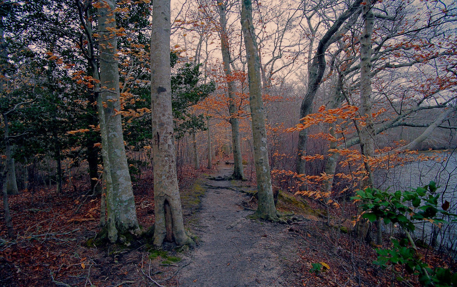 bosque árboles camino lago otoño