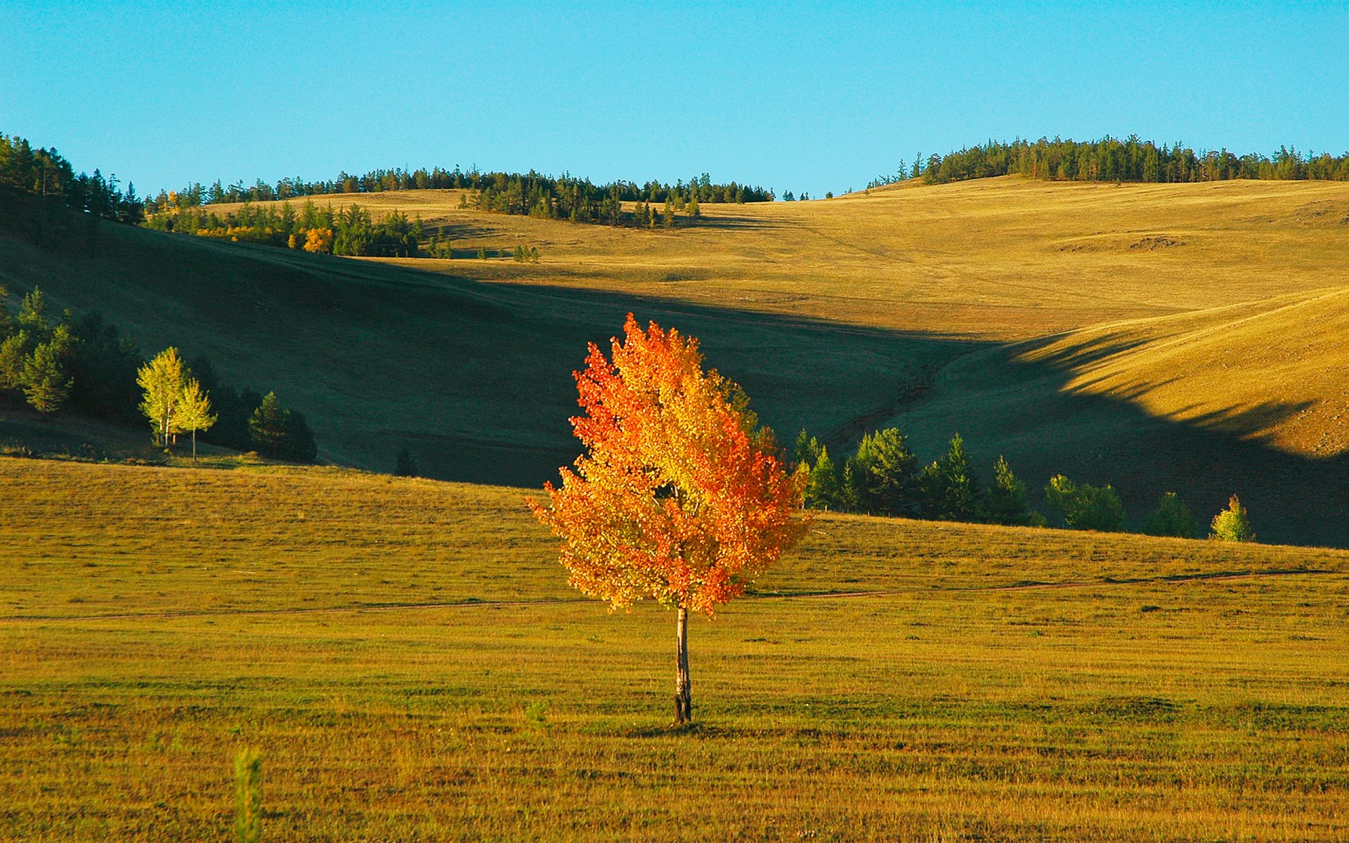 herbst himmel feld baum wind hügel landschaft