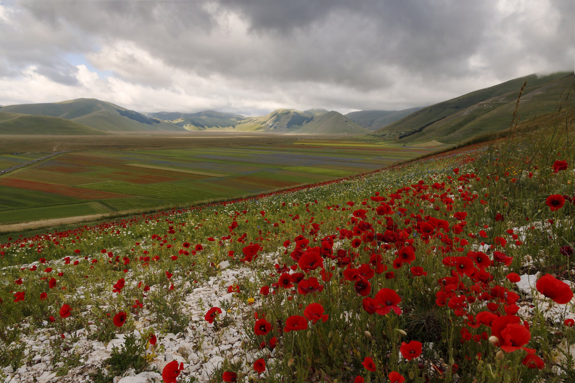 italien berge hügel feld wiese blumen mohnblumen