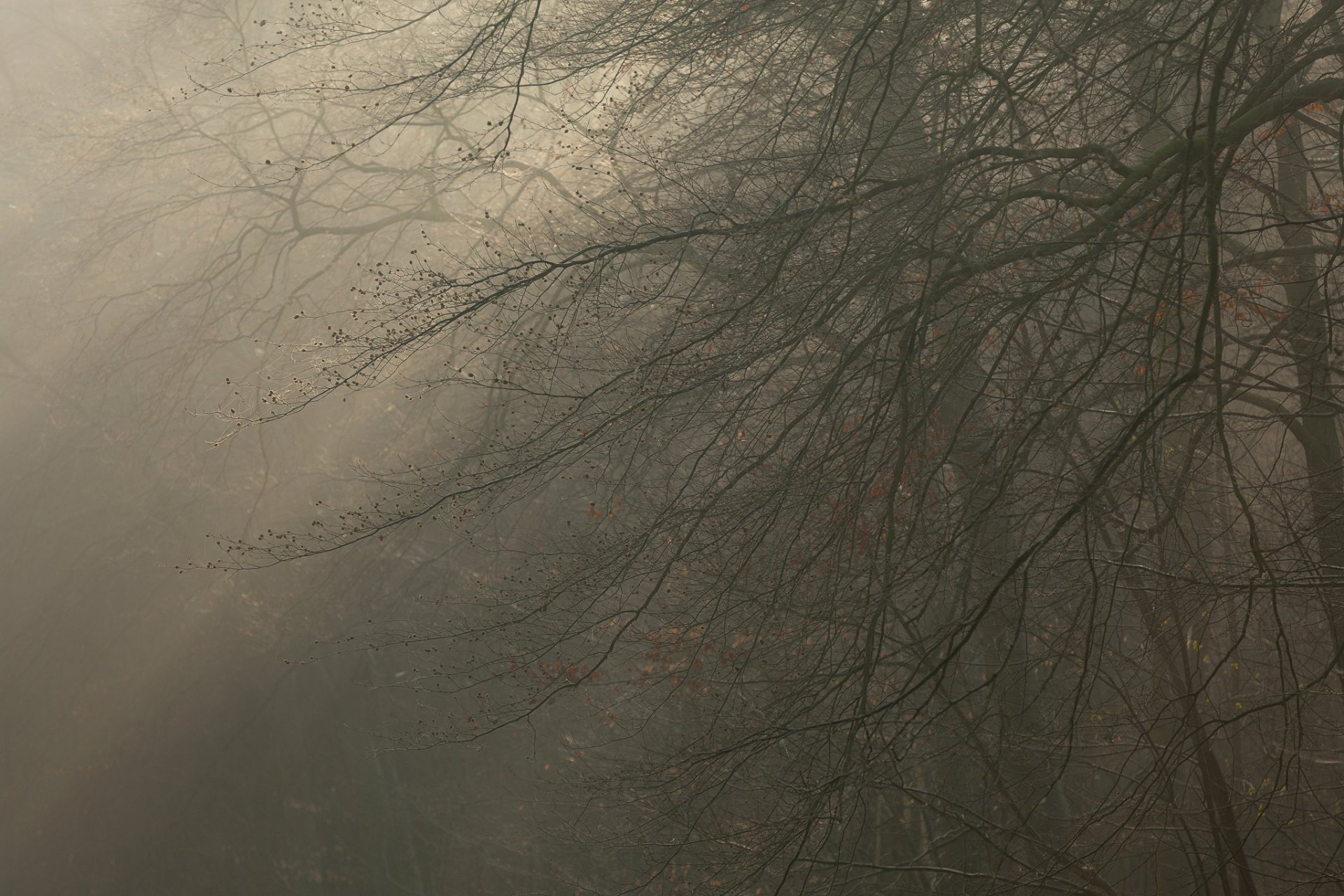 árboles niebla ramas