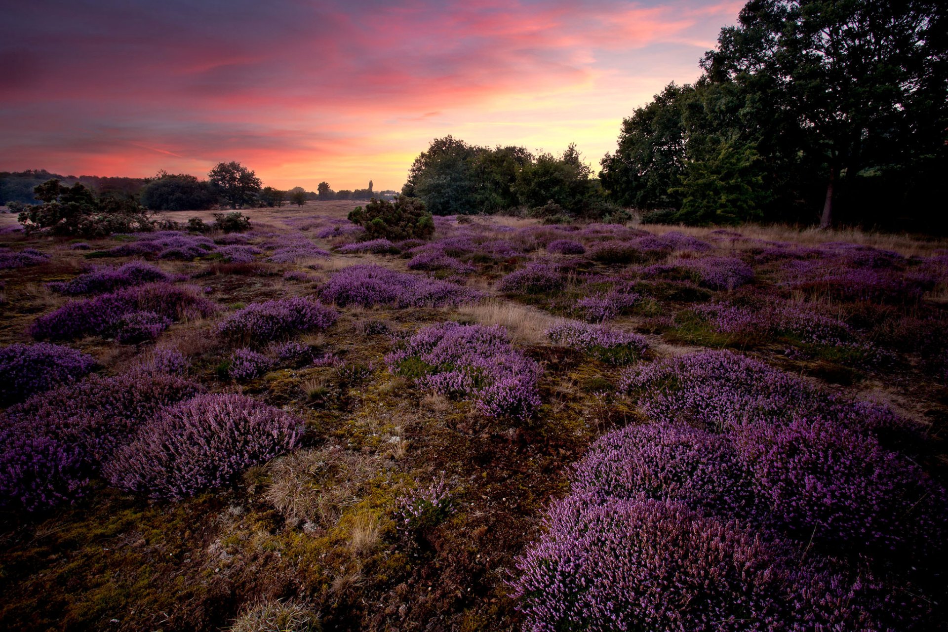 anglia wrzosowisko wrzos kwiaty liliowy zachód słońca drzewa natura