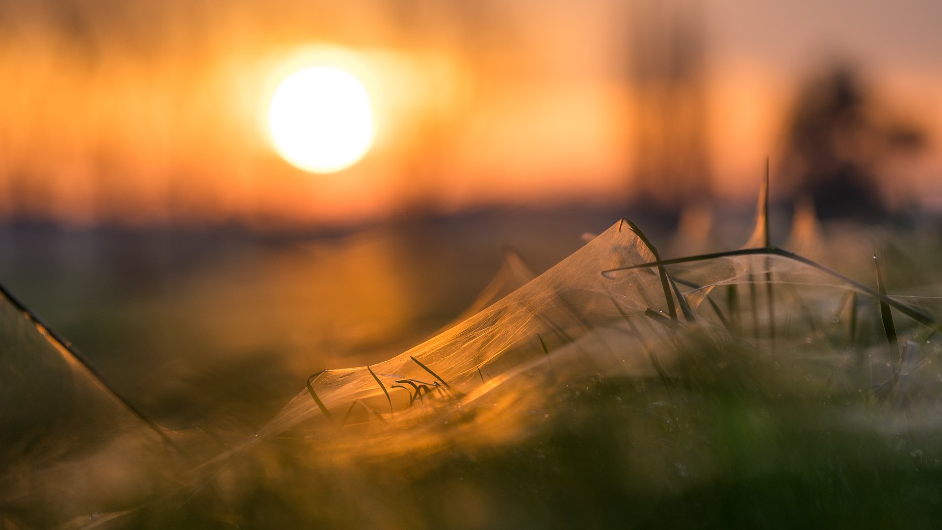 unset grass web