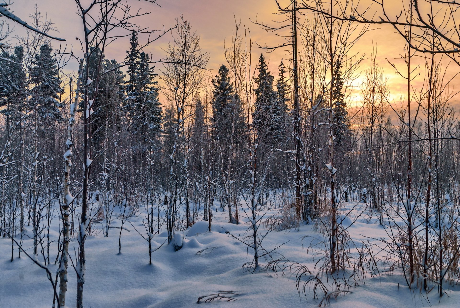 forêt hiver nature