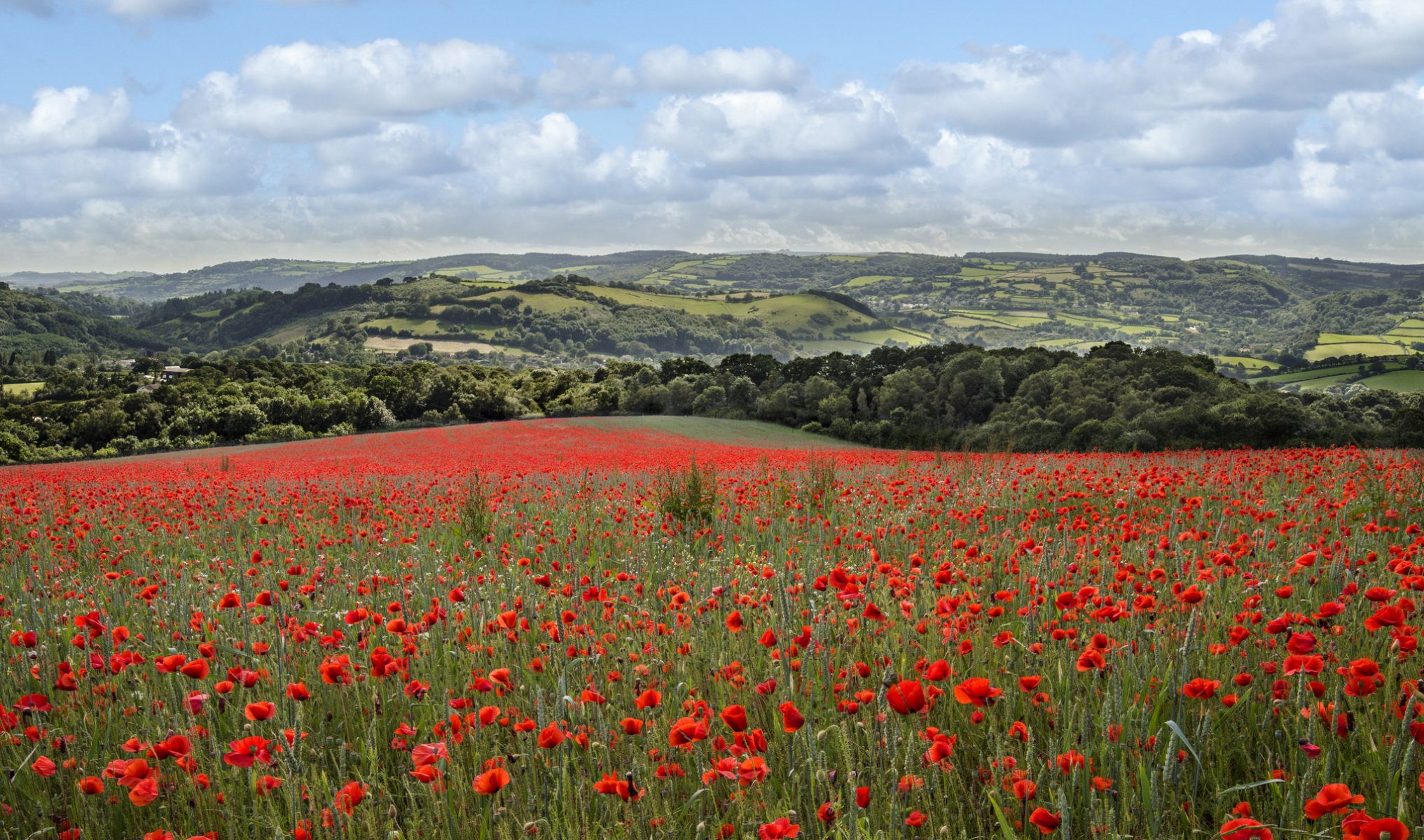 ciel nuages arbres collines champ pré fleurs coquelicots