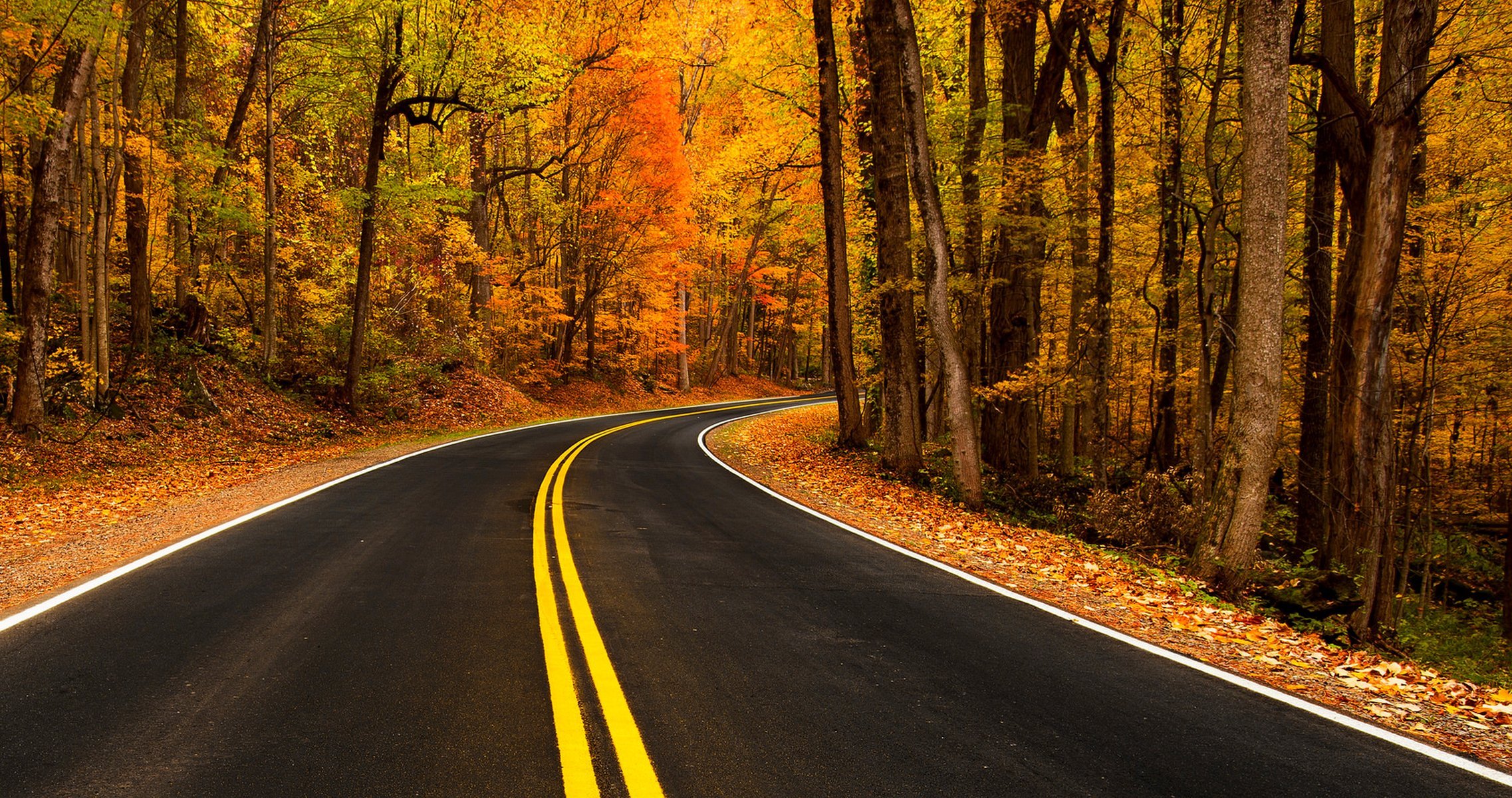 natura alberi montagna foglie colorato strada autunno caduta colori passeggiata