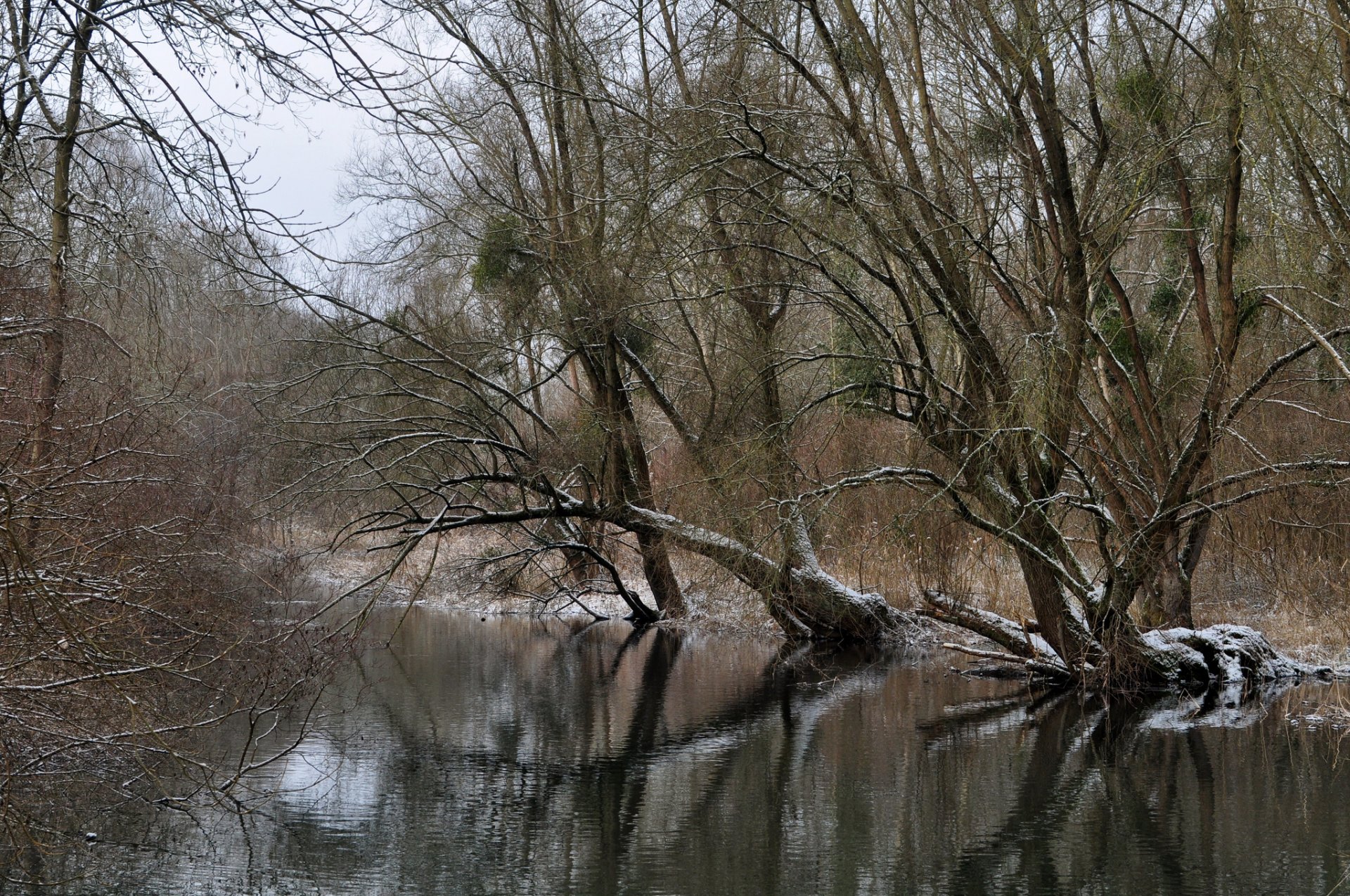 hiver forêt rivière