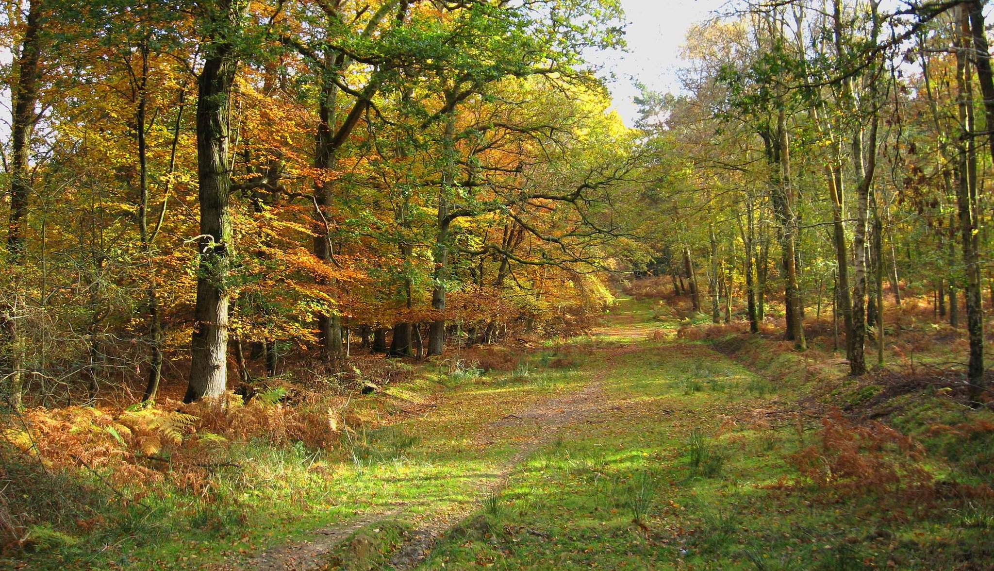 bosque árboles camino hojas otoño