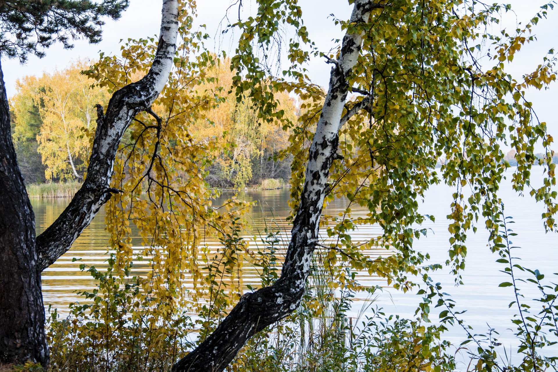 лес река береза ствол фото