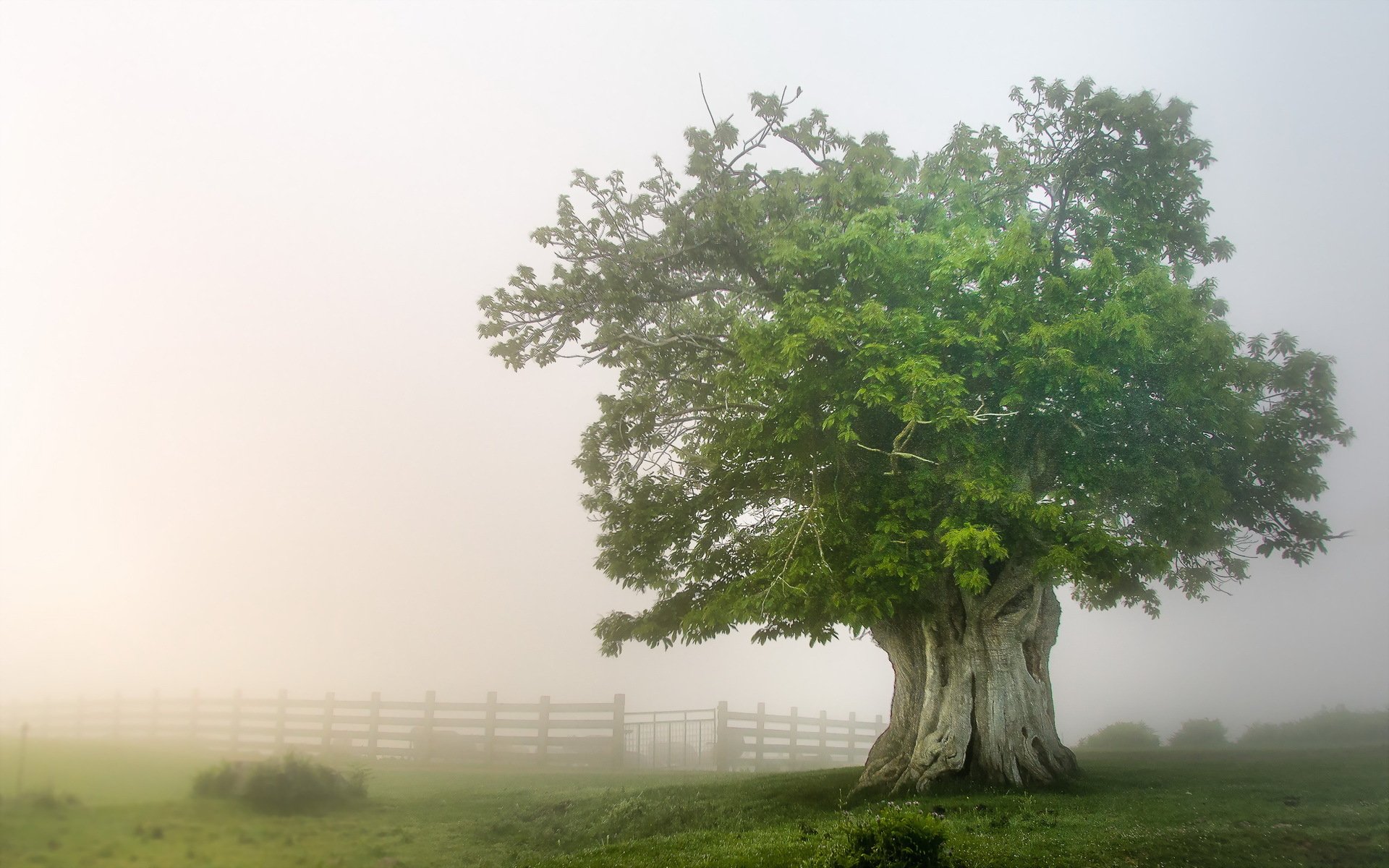 árbol campo niebla naturaleza