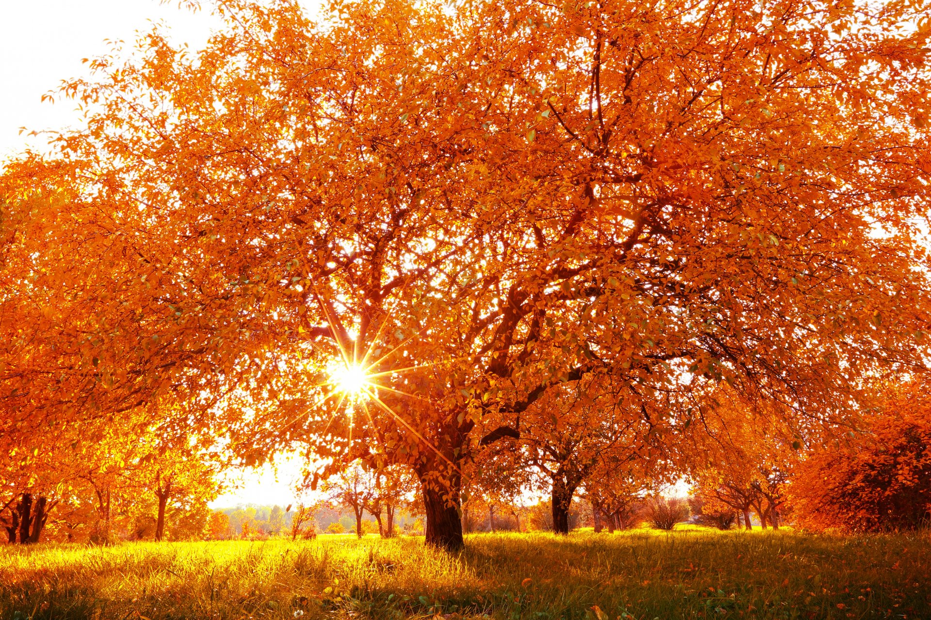 natura paesaggio autunno stagione albero foglie gialle