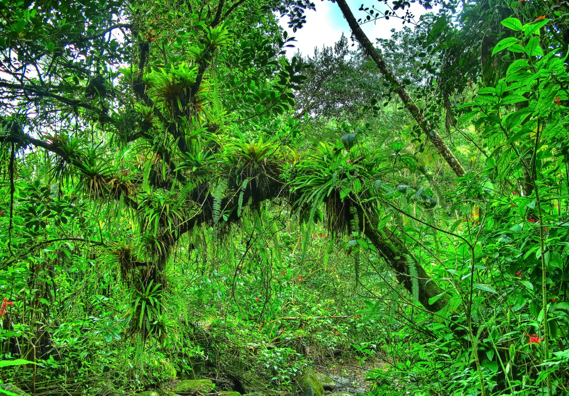 creek forest tree jungle nature thicket