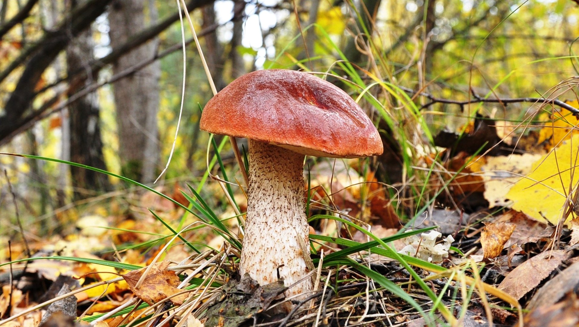 seta blanco borovik bosque hierba macro