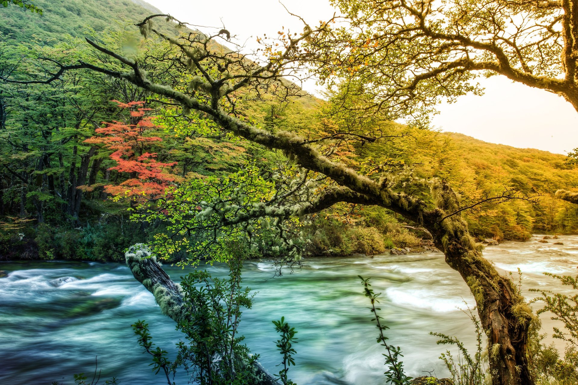 fiume montagna alberi muschio natura