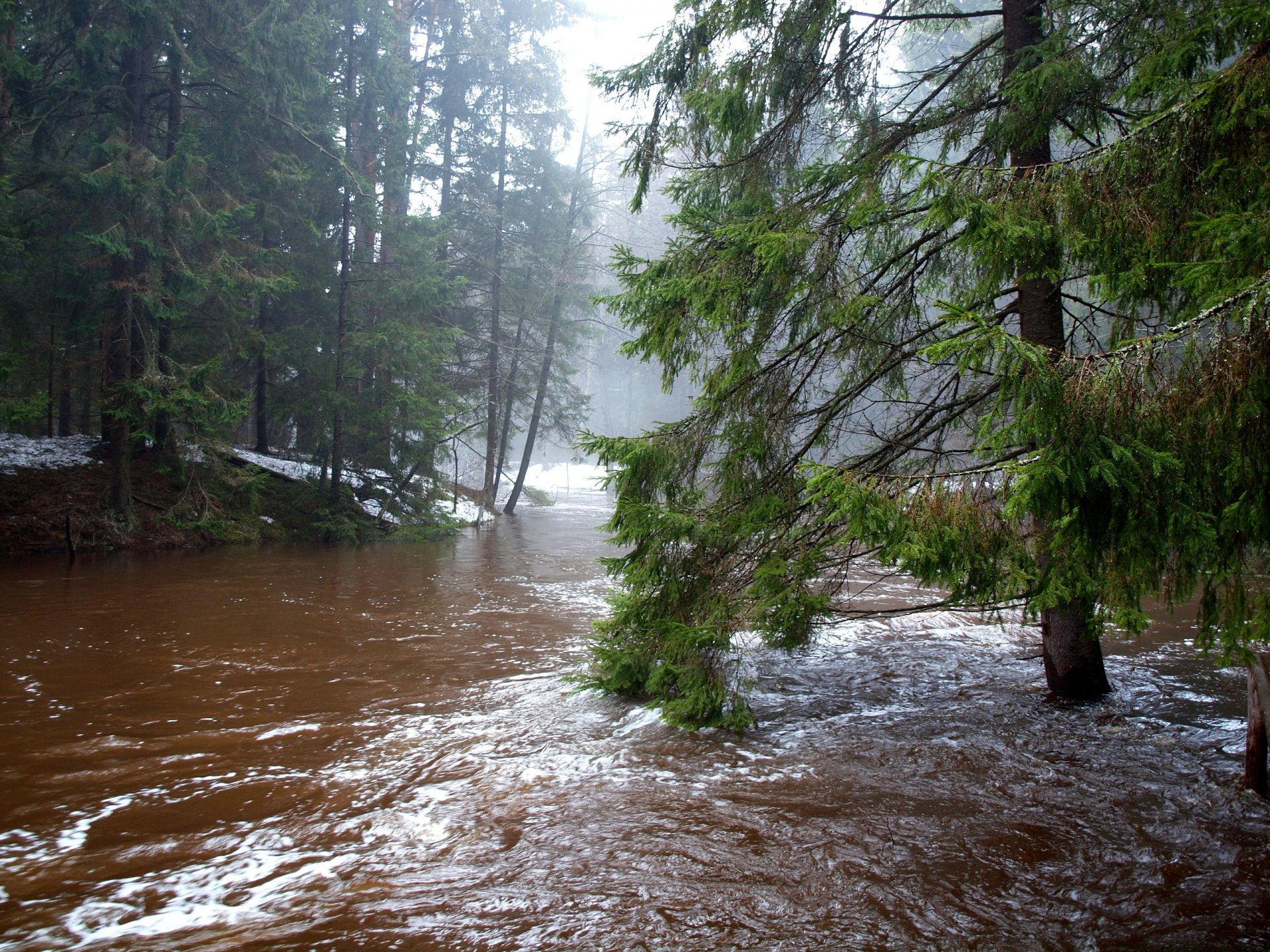 foresta fiume neve primavera fuoriuscita flusso alberi