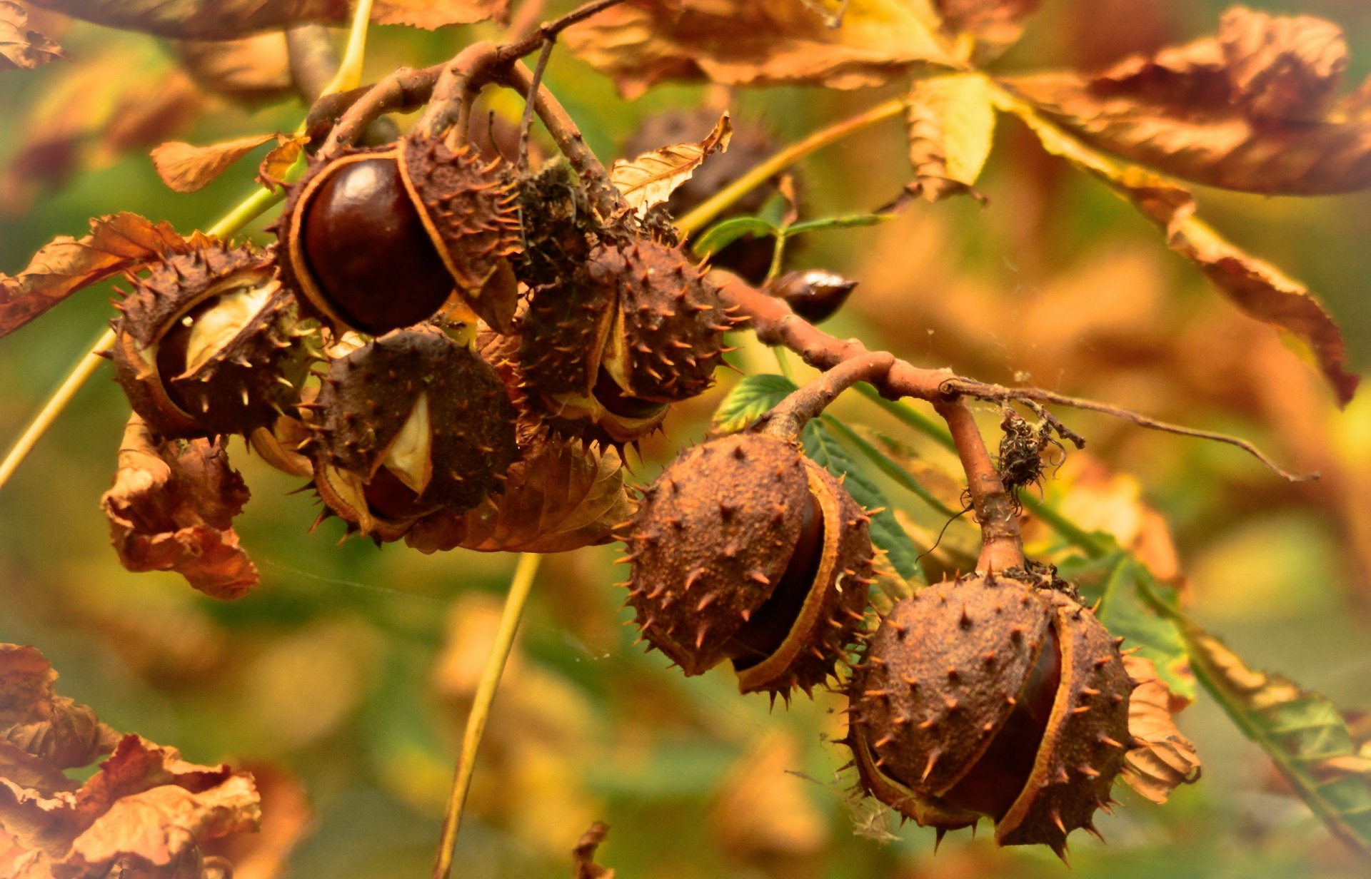 castañas otoño naturaleza