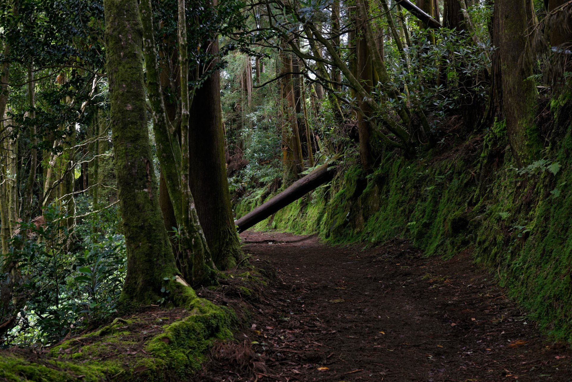 portugal açores forêt arbres verdure mousse sentier