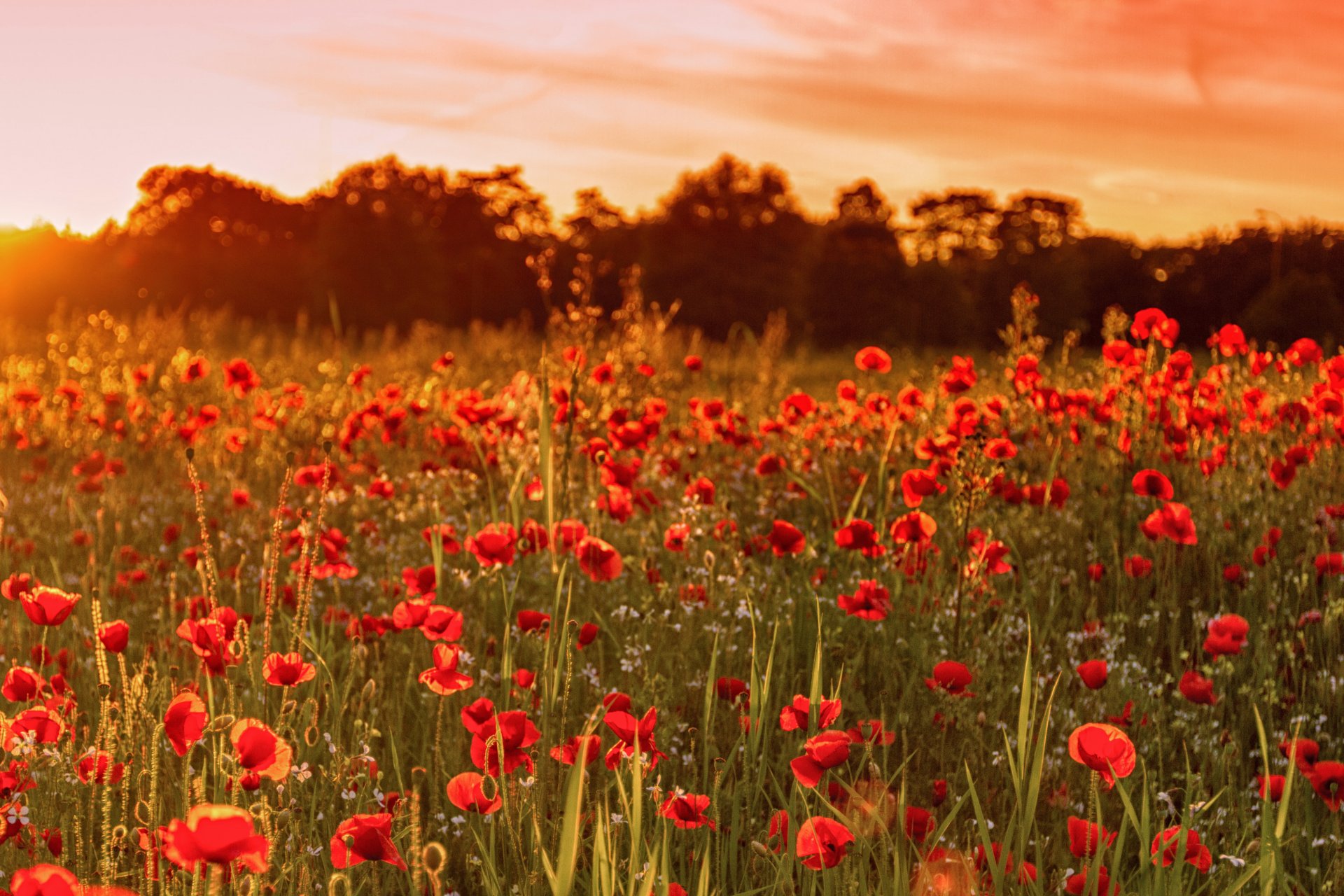 royaume-uni angleterre champ coquelicots fleurs coucher de soleil été nature