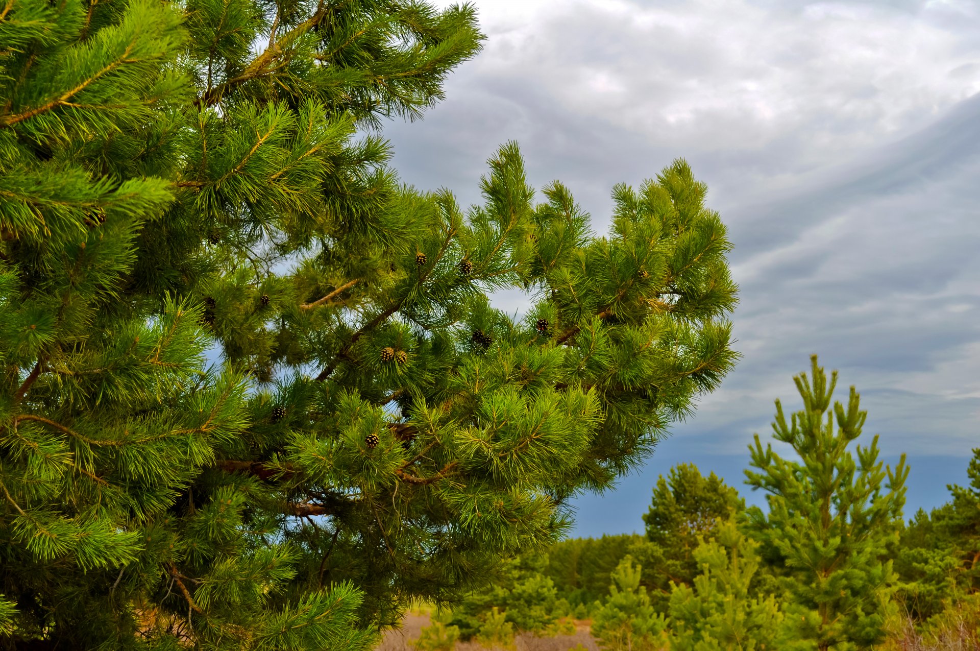 ciel nuages pin cônes forêt