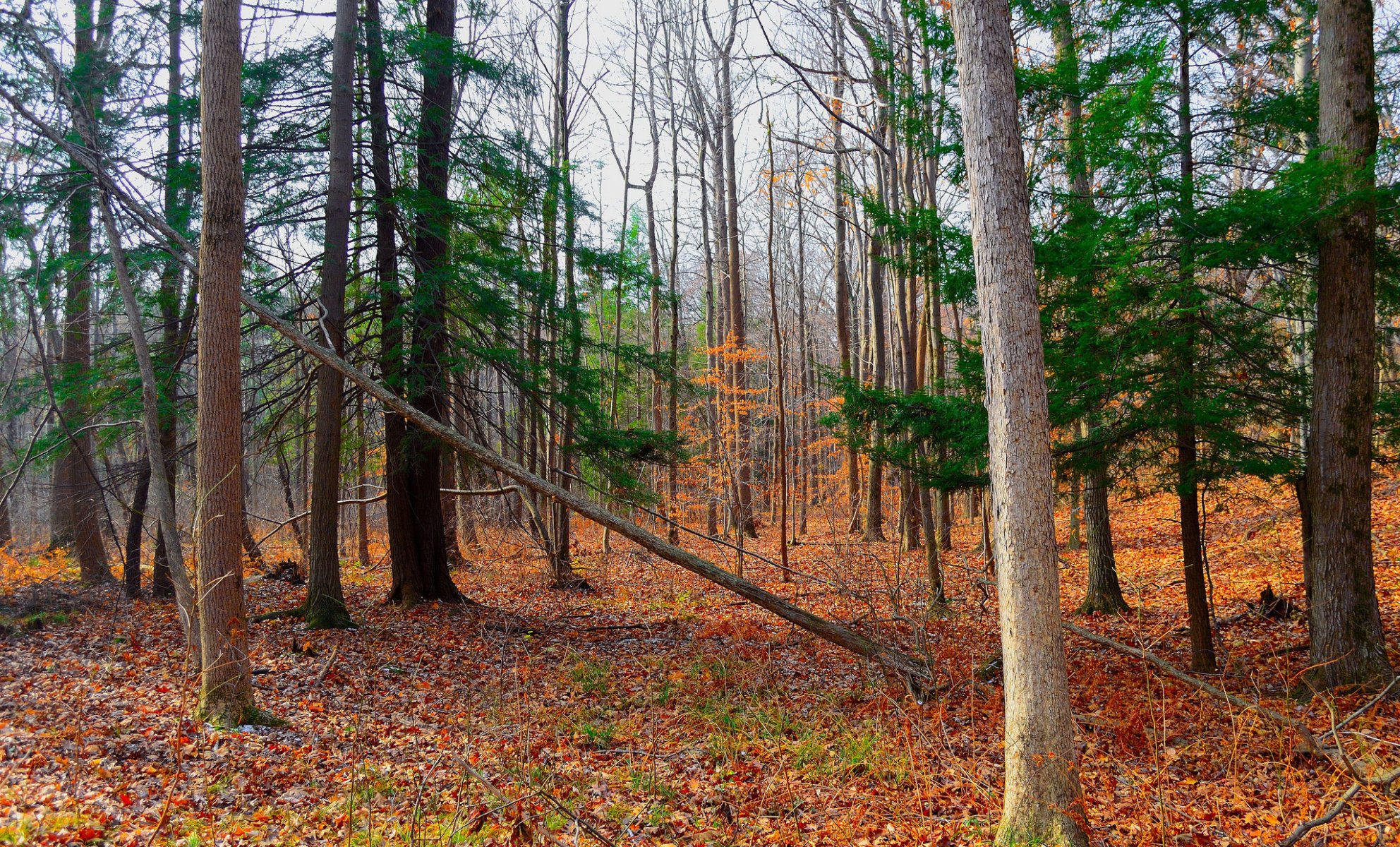 forest tree leaves autumn