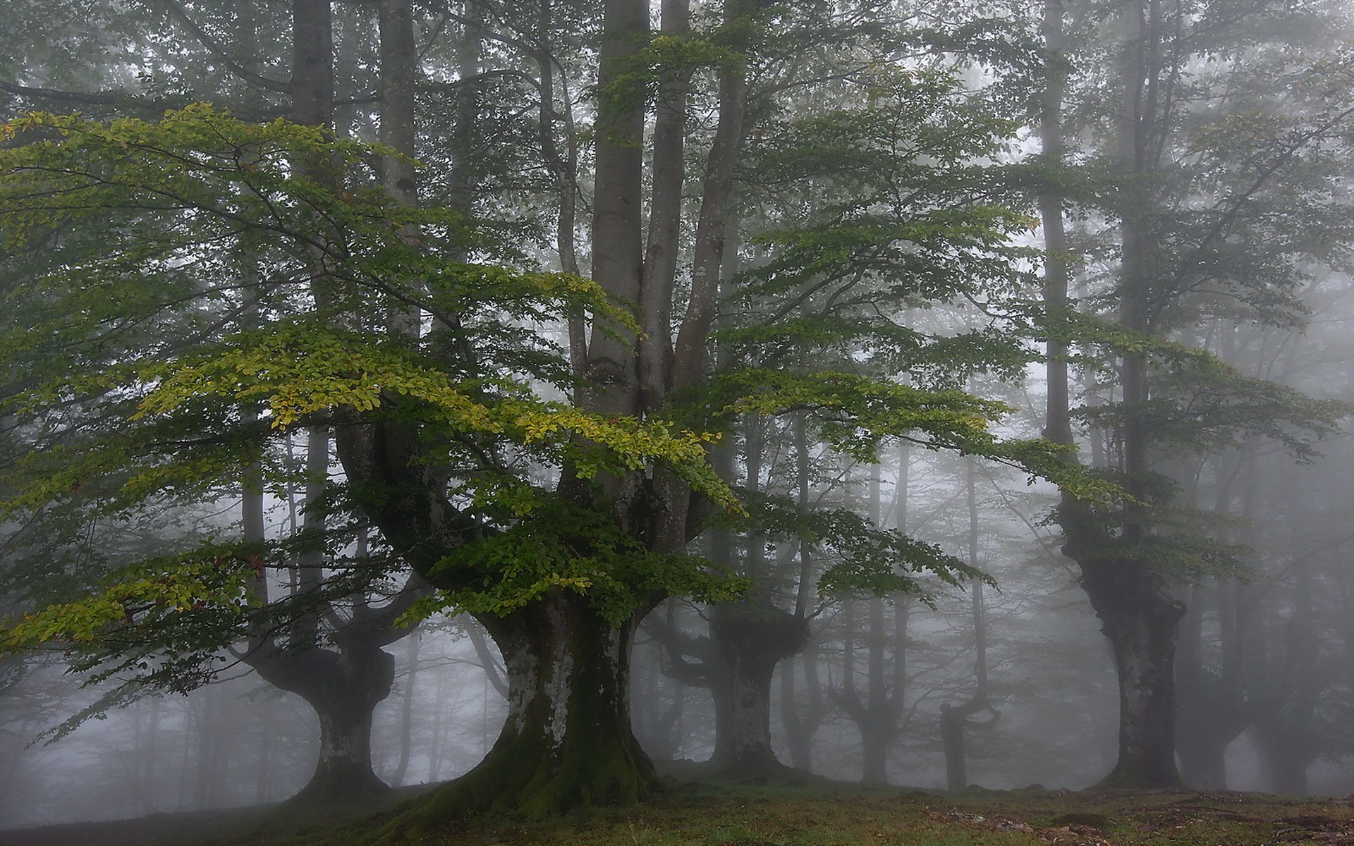 wald nebel natur landschaft