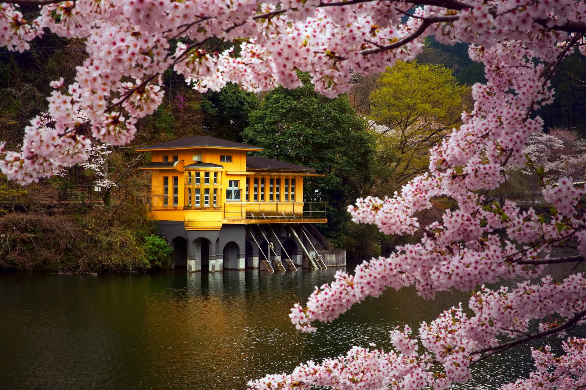 japan the island of honshu prefecture saitama maruyama spring april house lake kamakita branches sakura flower