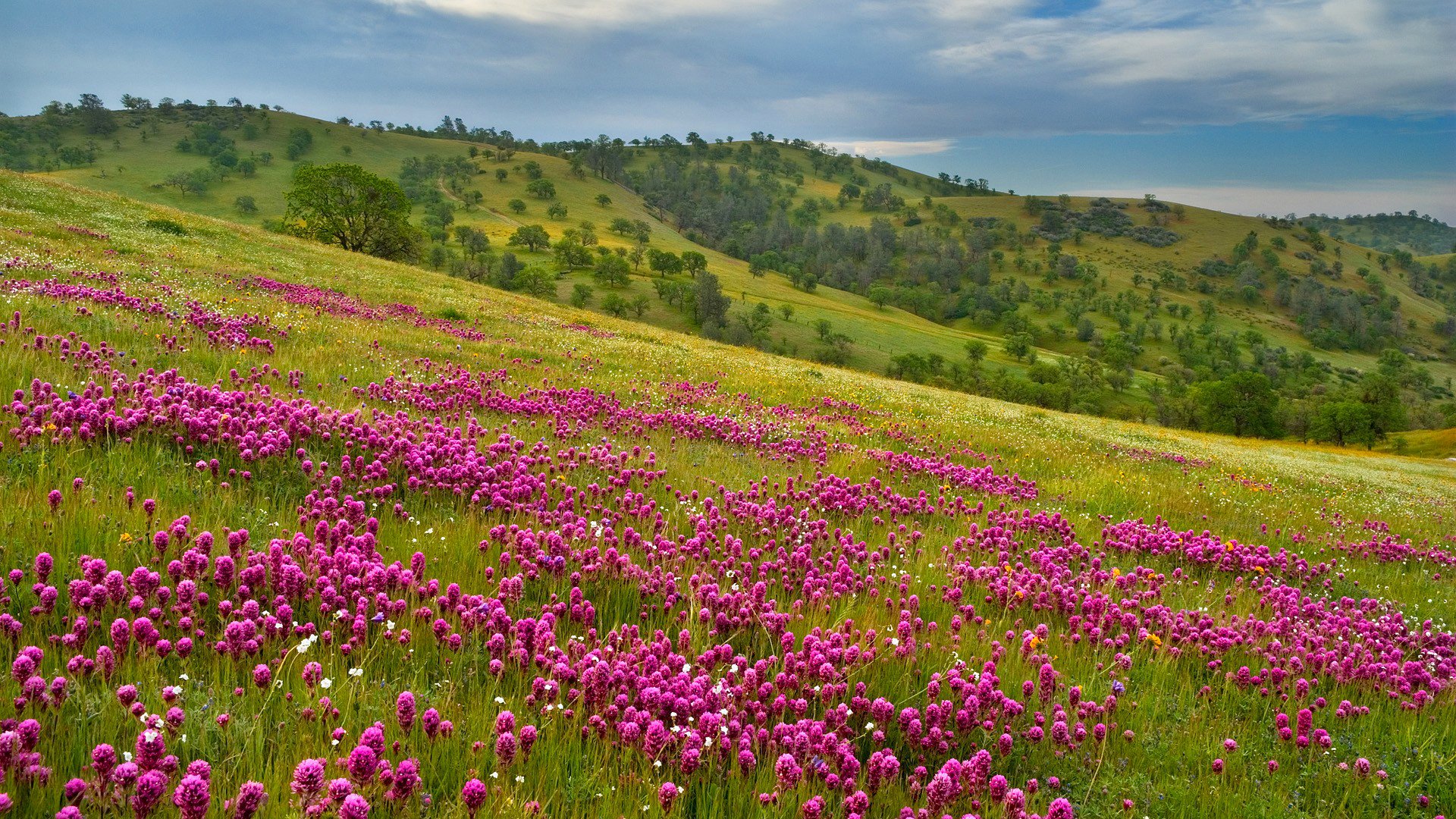 ky mountain meadow flower