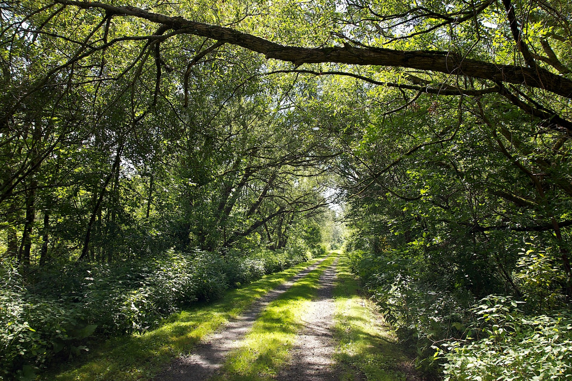 strada foresta alberi fogliame luce sole estate