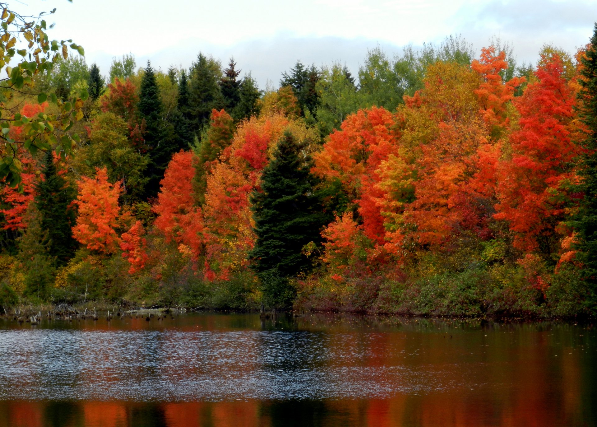 ciel forêt rivière arbres automne