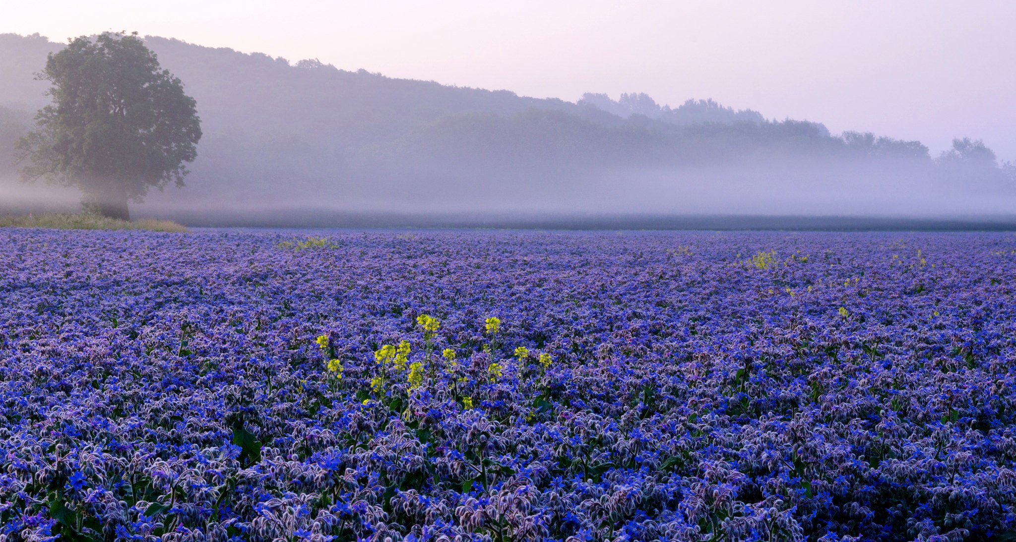 ciel collines brouillard arbres champ plantation fleurs