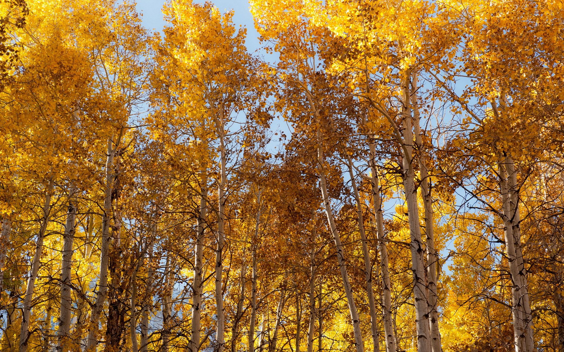 tree autumn nature