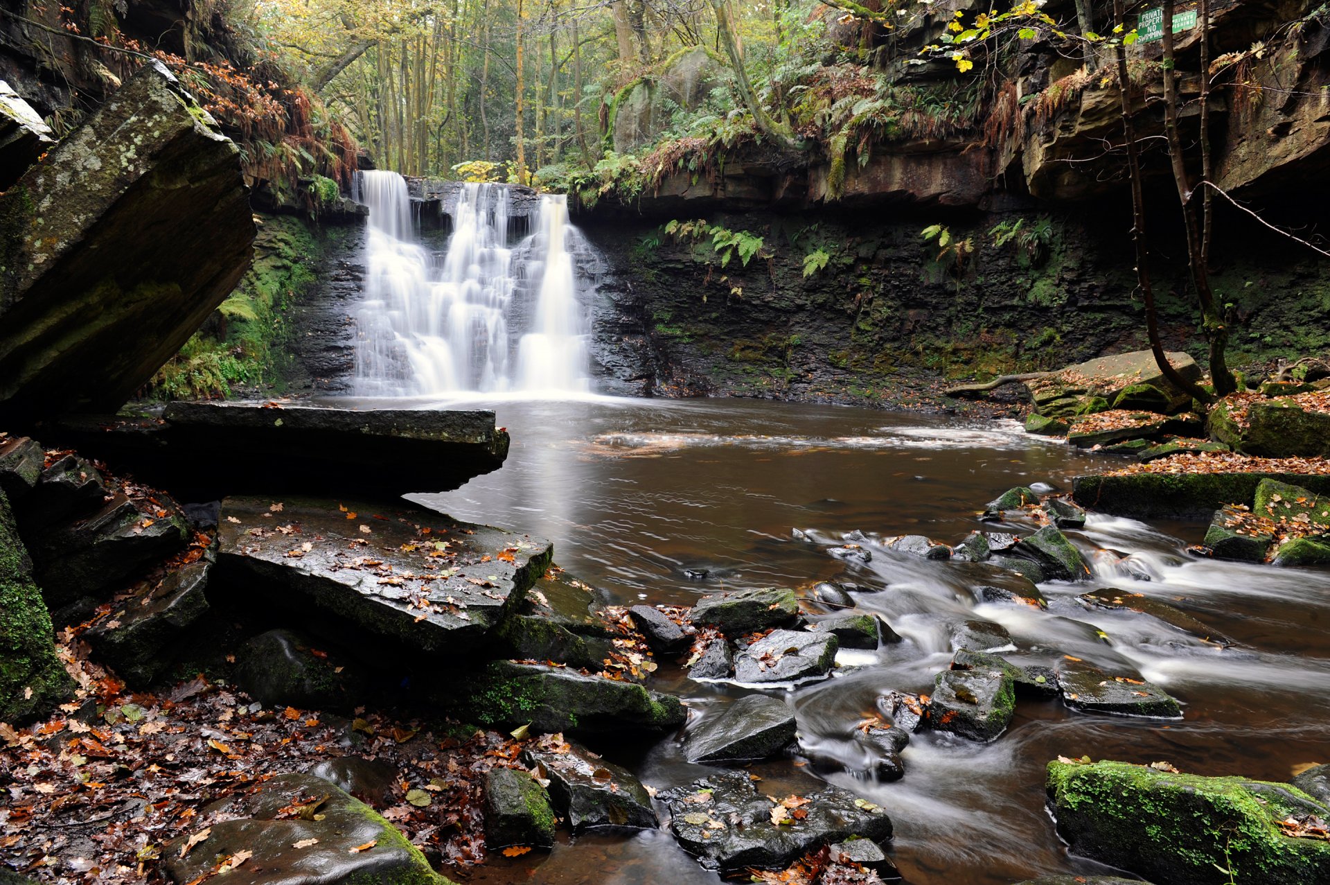 bosque árboles río arroyo corriente piedras cascada hojas otoño