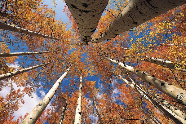 Foto der Herbstlandschaft mit Himmel