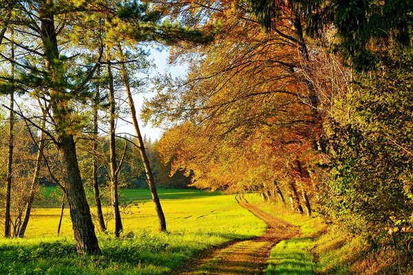 A path in the autumn forest on a clear day