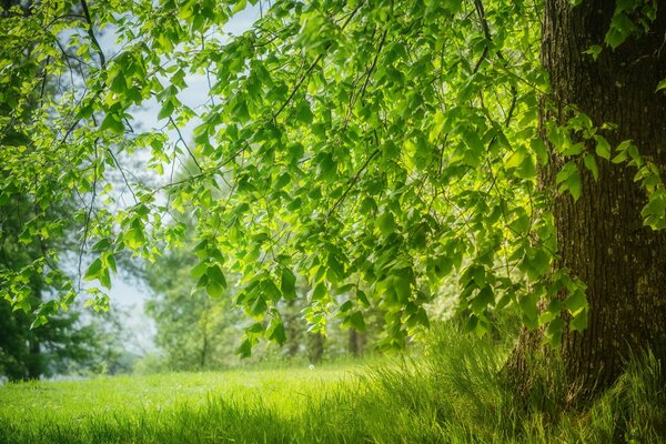 Look at the world through the green veil of tree leaves