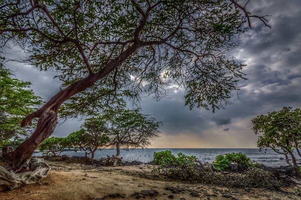 Un árbol inclinado bajo un cielo tormentoso