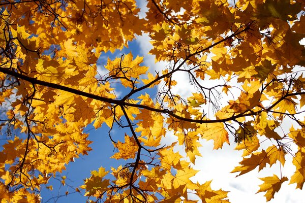 Yellow maple leaves against the sky