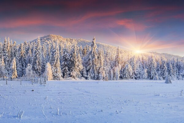 Winter landscape. Snow-covered Christmas trees