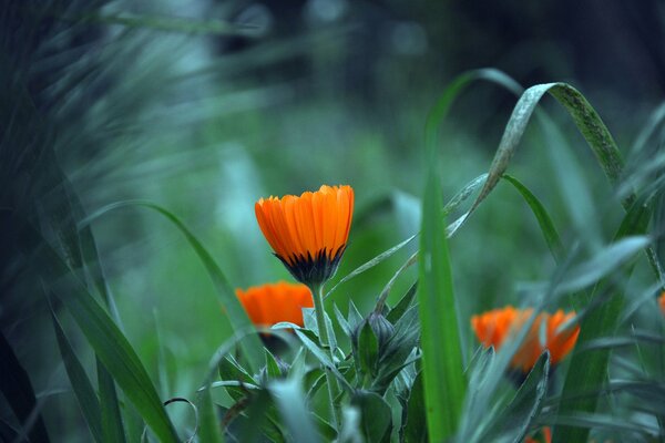 Ringelblumen sind in der Wiese schön