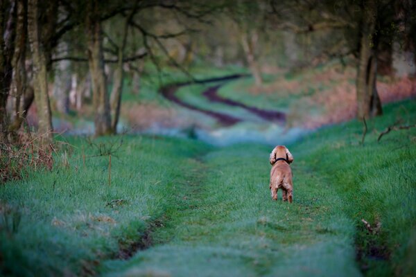 Verirrter Hund auf dem Weg ins Feld