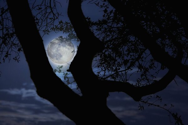 Paisaje nocturno. La Luna se ve a través de las ramas de un árbol