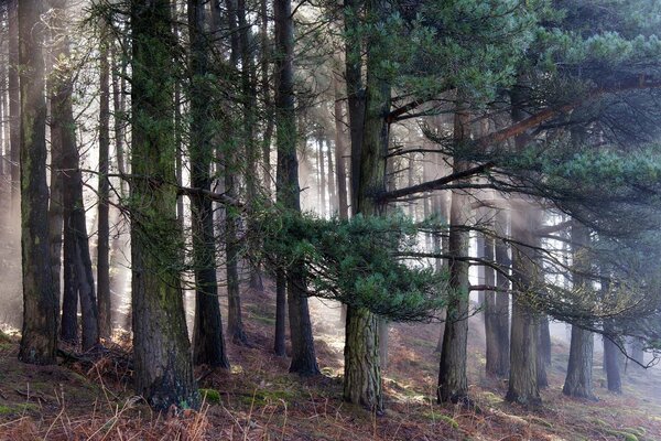 The morning rays of the sun break through the dense canopy of trees