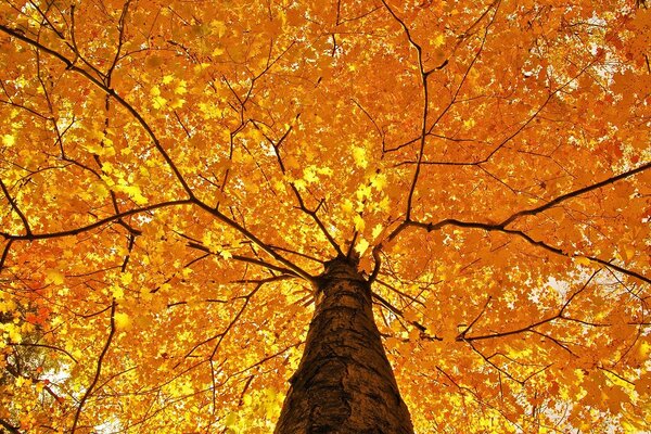 Bright yellow leaves on a tree