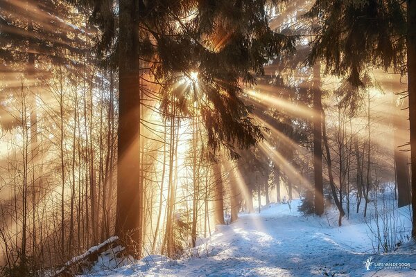 Foresta invernale al sole