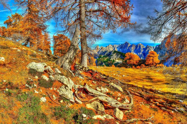 Cielo blu combinato con i colori arancioni dell autunno