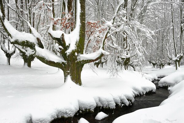 Fluss im Winterwald schöne Natur