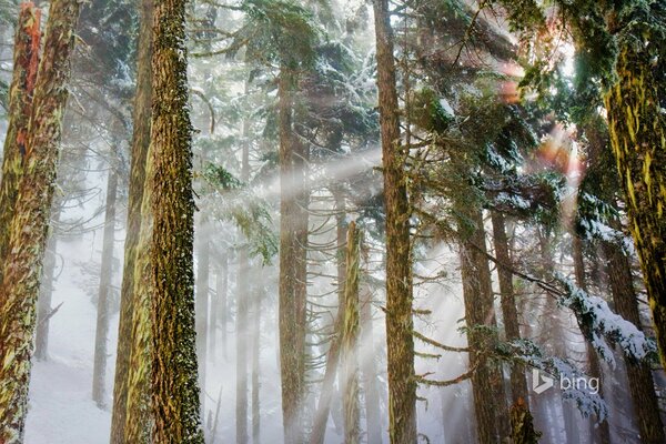 Die Sonne bricht durch die Bäume im Winterwald