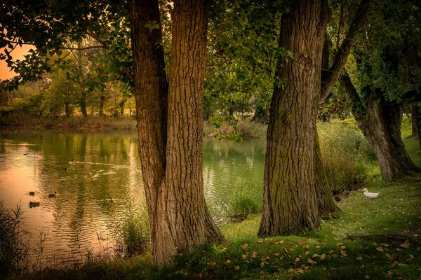 Wild ducks on a forest pond