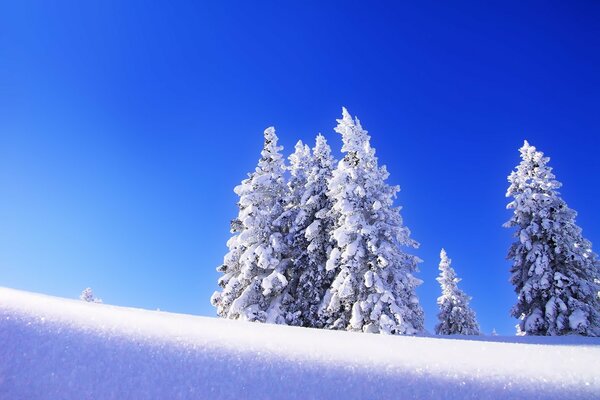 Morning frosty winter sky. Snow Spruce